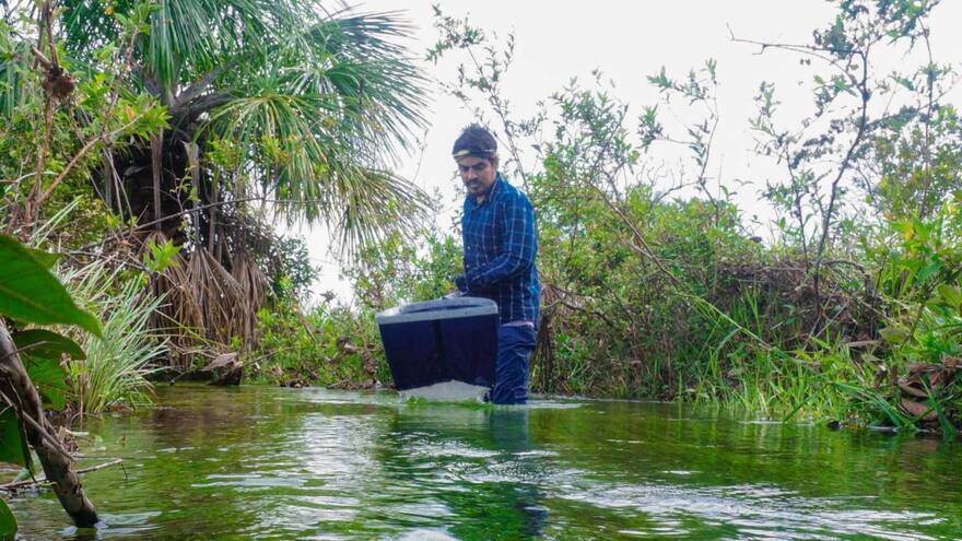 Especie de insecto acuático fue descubierto por docente de Uniguajira