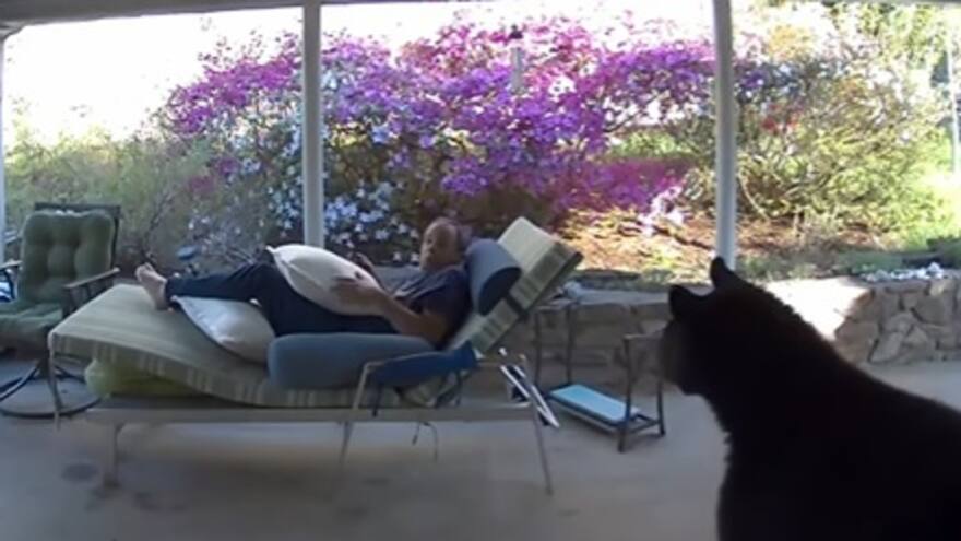 Hombre fue sorprendido por un oso en el patio de su casa