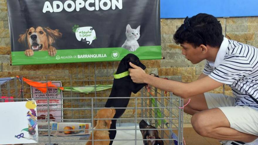 Realizan jornada de bienestar animal este sábado en Barranquilla