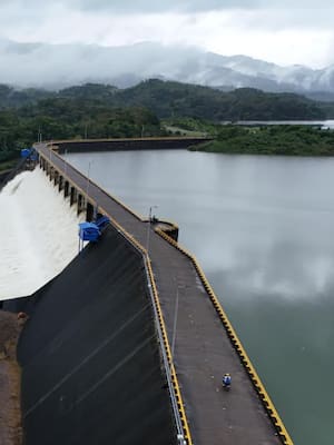 ¡La culpa es de la vaca!