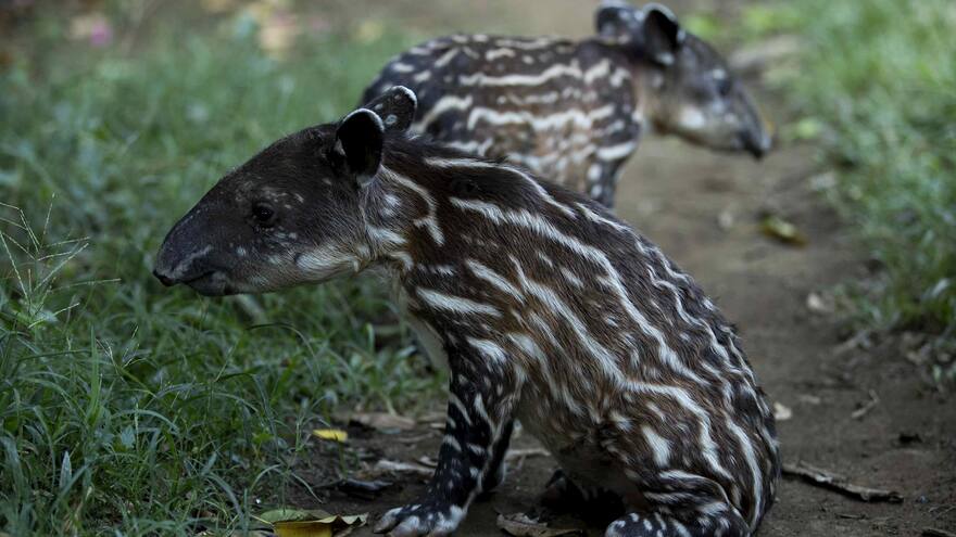 Nacen en Zoológico de Nicaragua una pareja de tapires en peligro de extinción