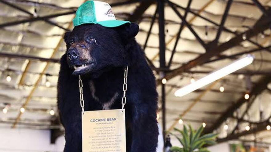 Oso Vicioso: Subastan el cuerpo del oso que inspiró una película luego de consumir 20 kilos de cocaína