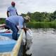 Siembran 380 mil alevinos de bocachico en ciénagas de Plato