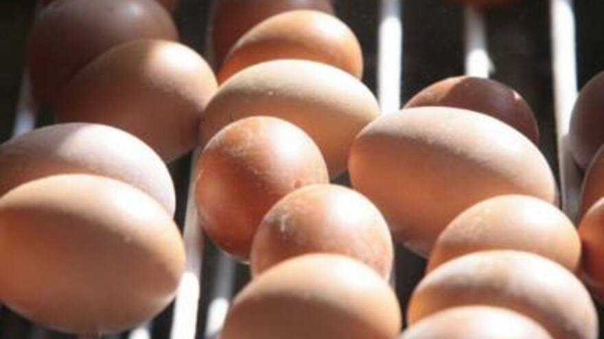 Fenavi dice que el precio del huevo no superará los $1.300