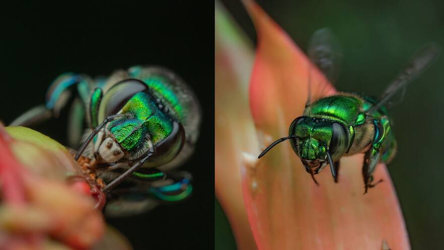 'Sin las abejas orquídeas muchas especies de plantas no lograrían sobrevivir'