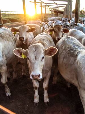 La NAMA bovina | Columna de José Félix Lafaurie