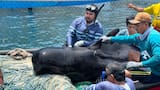 Rescatan a ballena que quedó encallada en Tasajera y la trasladan al Centro de Rescate de Fauna Marina