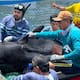 Rescatan a ballena que quedó encallada en Tasajera y la trasladan al Centro de Rescate de Fauna Marina