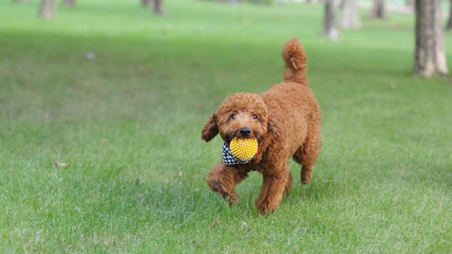 Confirman primer caso de un perro infectado por la variante británica