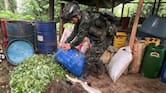 Ubican y destruyen seis laboratorios para el procesamiento de coca en Tierralta, Córdoba