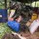 Ubican y destruyen seis laboratorios para el procesamiento de coca en Tierralta, Córdoba