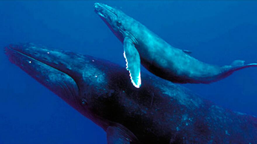 Las ballenas azules son sobre todo diestras: estudio