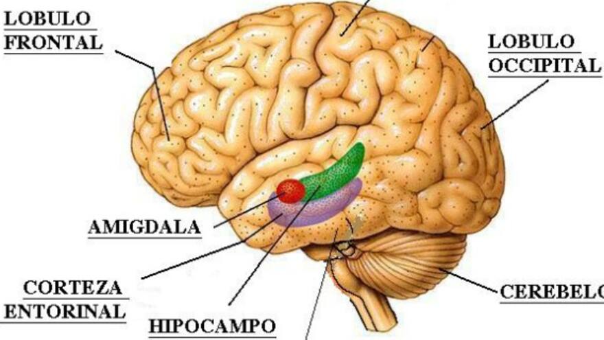 Cerebelo experimenta un proceso continuo de aprendizaje toda la vida