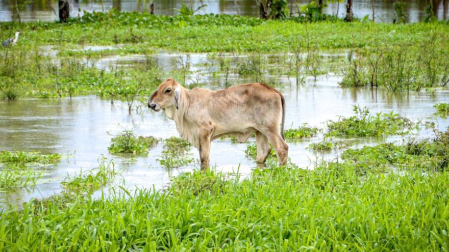 17 vacas murieron tras el impacto de un rayo en zona rural de Medellín