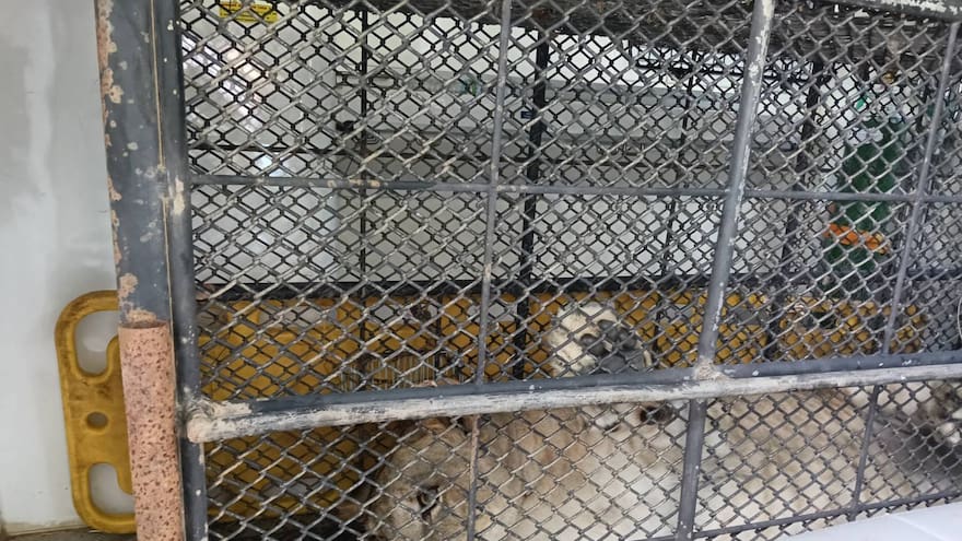 Video: Leona de ‘influencer’ escapó de su jaula y atacó a niño de 11 años en Tailandia