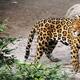 Un jaguar escapa de su recinto y mata a un hombre en Bolivia