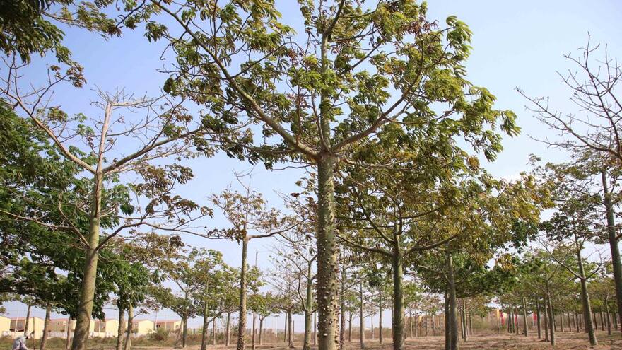 Los bosques tropicales podrían calentarse demasiado y amenazar la fotosíntesis