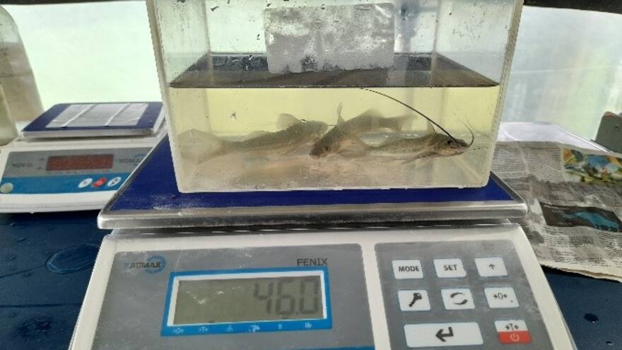 Pez basa: el ‘depredador’ que convive con especies nativas en cautiverio