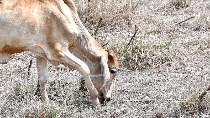 Sequía empieza a causar estragos en municipios del sur del departamento