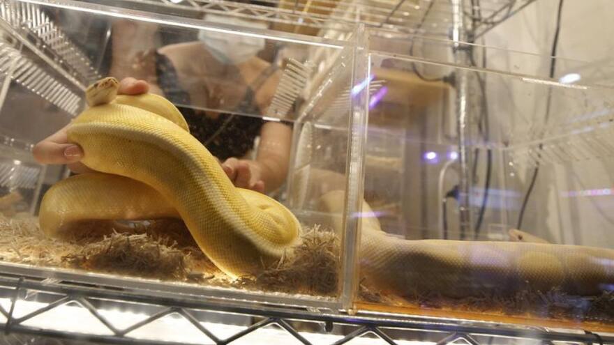 Hallan otra serpiente en inodoro en Australia