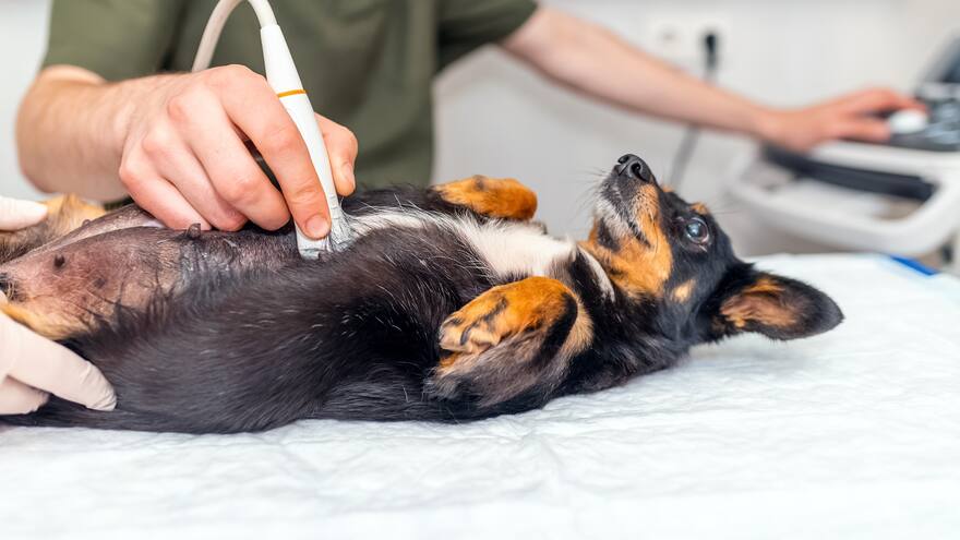 Embarazos psicológicos: una condición que afecta a mascotas