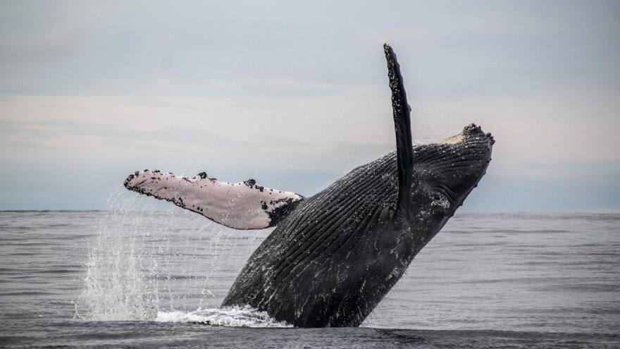 Estados Unidos: Buceador sobrevive luego de ser tragado por una ballena jorobada