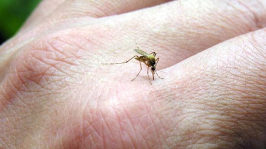 Mayaro y Usutu, los virus que amenazan tras el zika