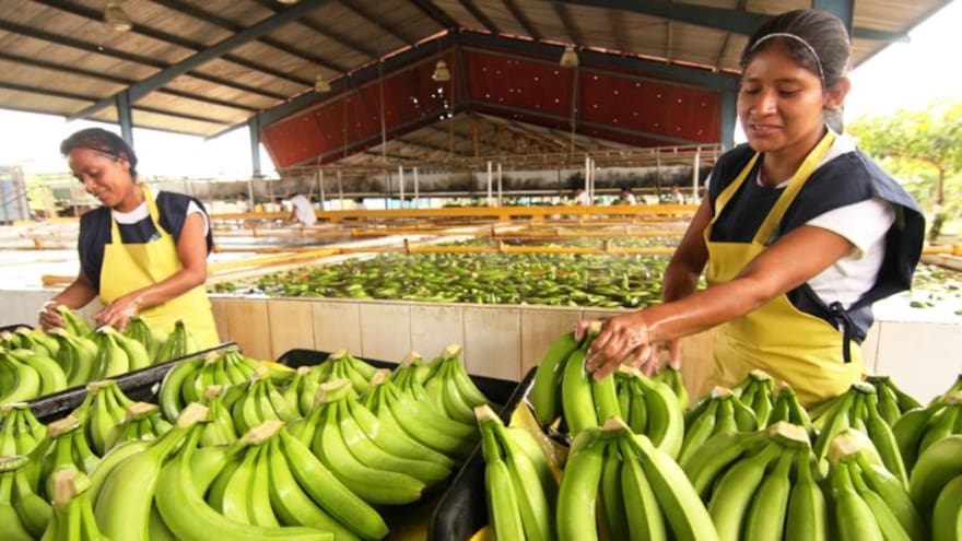 Bananeros urgen intervención estatal ante aviso de racionamientos de energía