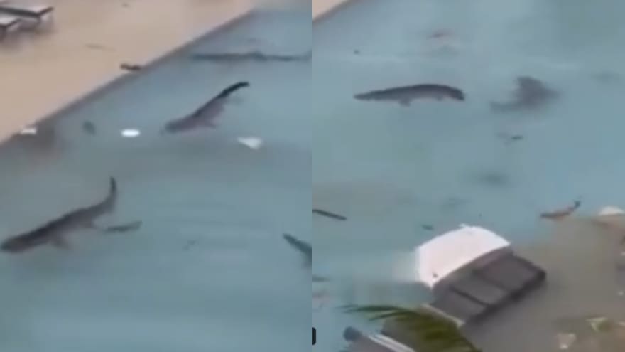 ¿Es real el video viral en que se ven tiburones en una piscina tras el paso del huracán Melissa por Jamaica?