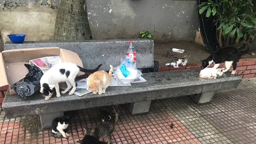 ‘Ellos merecen una segunda oportunidad’: el evento que busca rescatar animales del Jardín Botánico