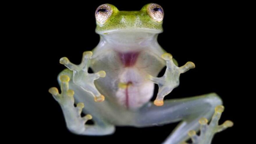 Descubren una nueva especie de rana de cristal en Ecuador