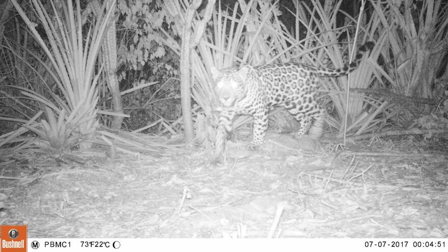 Wüin- Manna, el corredor por donde transita el jaguar en La Guajira