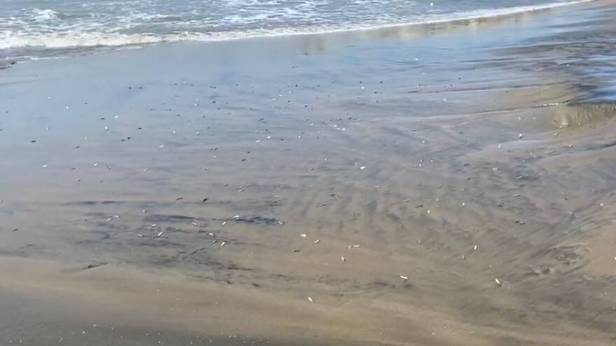 Encuentran decenas de peces muertos en las playas de Puerto Colombia