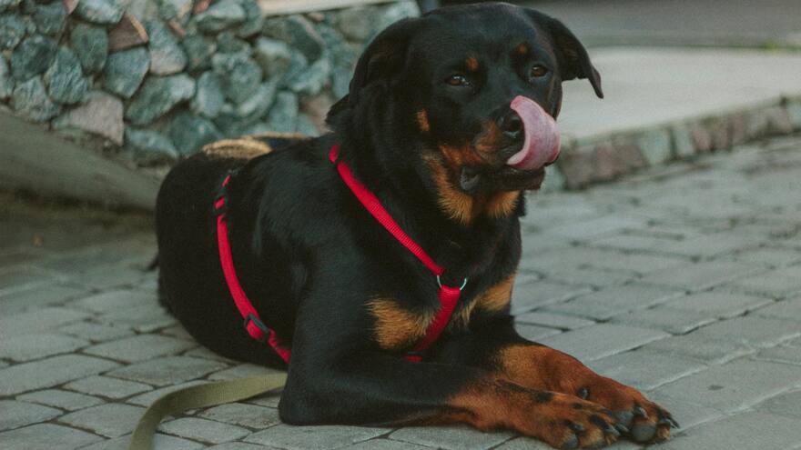 Niño de nueve años murió al ser atacado por un perro: su padre acuchilló al animal