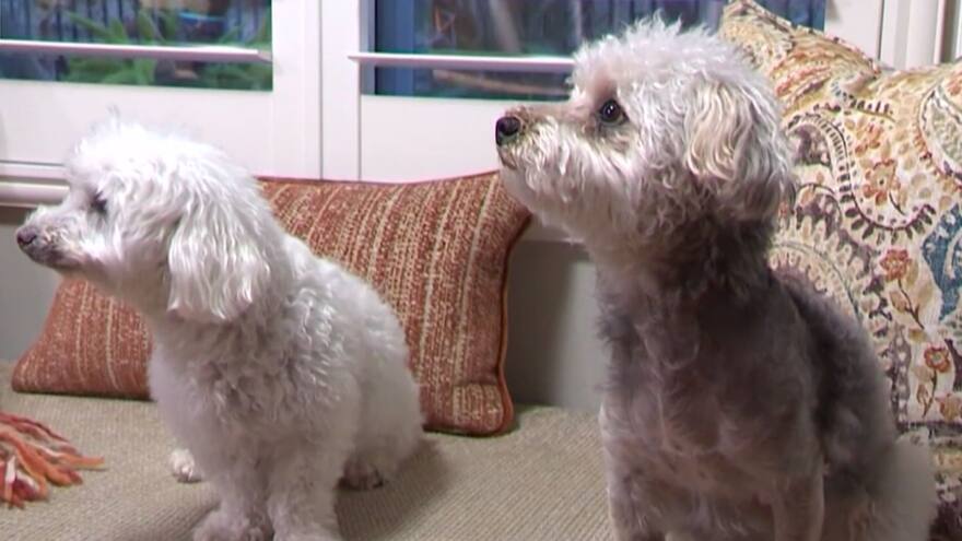 Video: Perro anciano protege a su hermano de ataque de coyotes