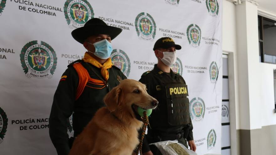 Agente canina Zuley olfateó ‘narcoencomienda’ en Montería