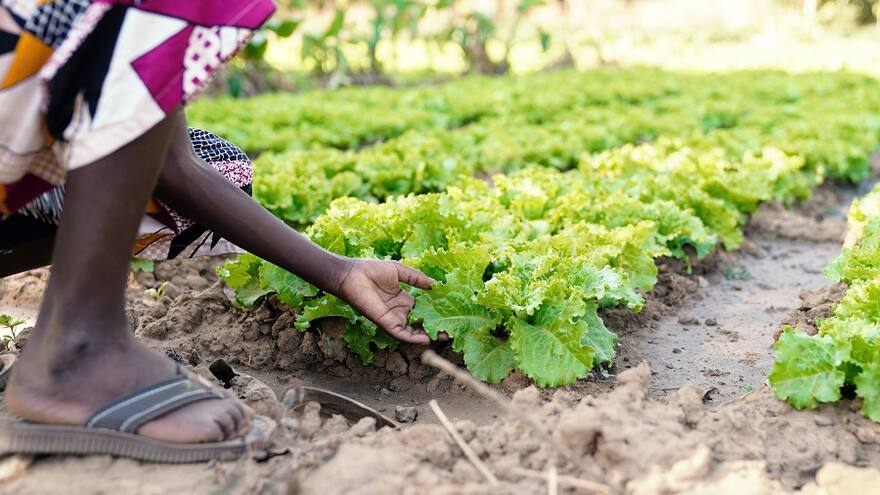 Huertos urbanos: alternativa medioambiental para combatir el hambre