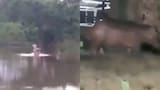 Video: nuevo avistamiento de hipopótamo pone en alerta a Barrancabermeja