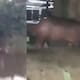 Video: nuevo avistamiento de hipopótamo pone en alerta a Barrancabermeja