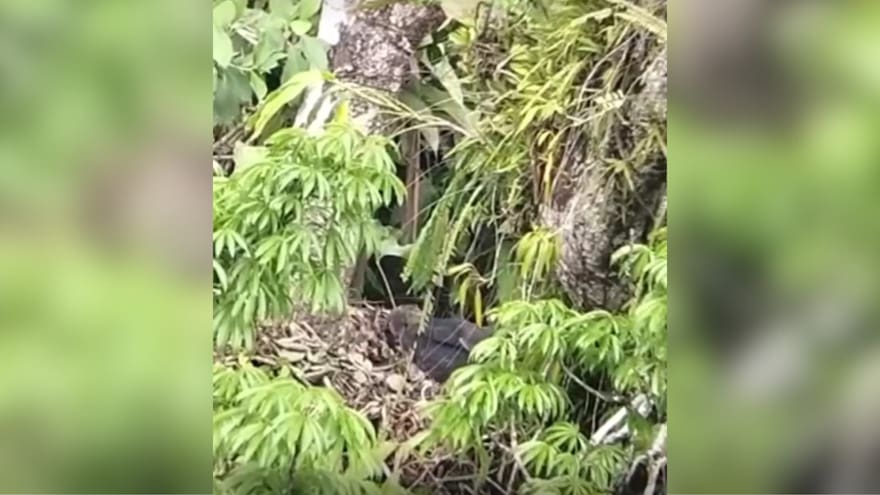 Córdoba: Reportan nacimiento de un águila crestada, especie en peligro de extinción