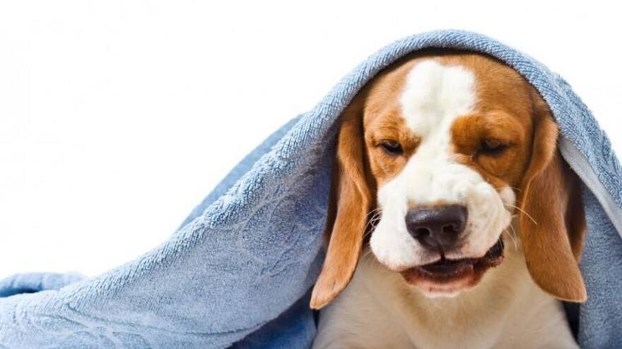 Los perros se vuelven más negativos al oler el estrés humano, según un estudio