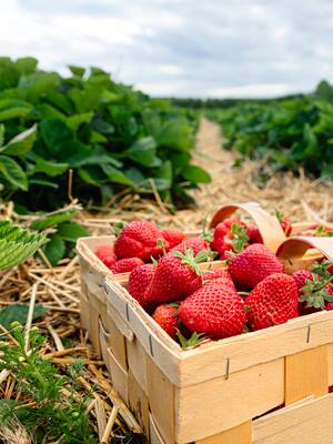 Sin competitividad exportadora | Columna de Indalecio Dangond