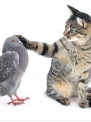 Cachaco, cipote | la columna de Enrique Dávila Martínez