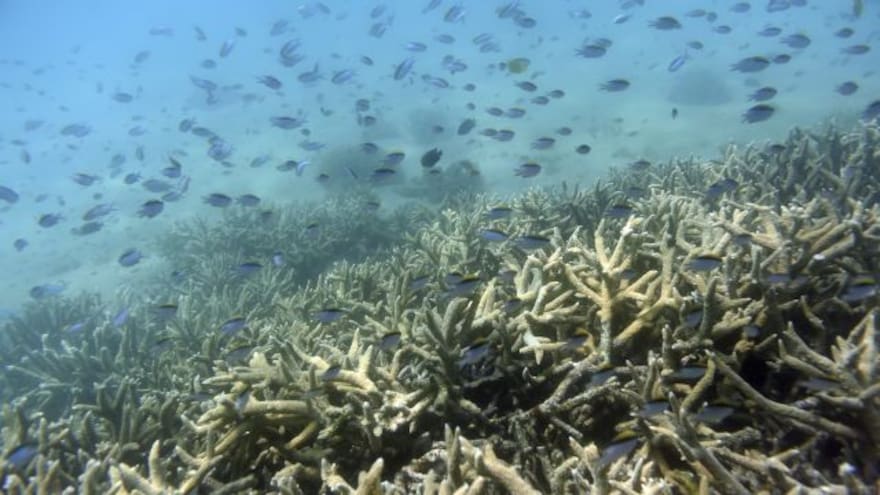 La Gran Barrera de Coral queda fuera de la lista de patrimonio en peligro de la Unesco