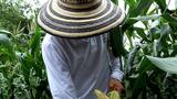 Latinoamérica y Caribe intensifican el fomento de la agricultura familiar