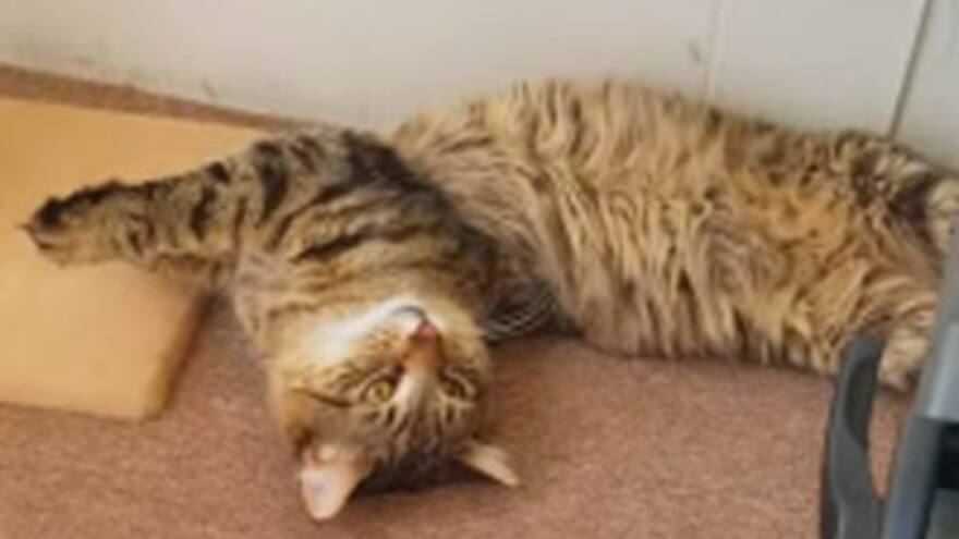 Así quedaron dos gatos tras comerse las plantas de marihuana de su dueña