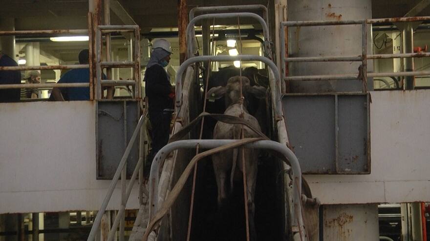 Asociación de Frigoríficos alerta por efectos del alza del precio de la carne