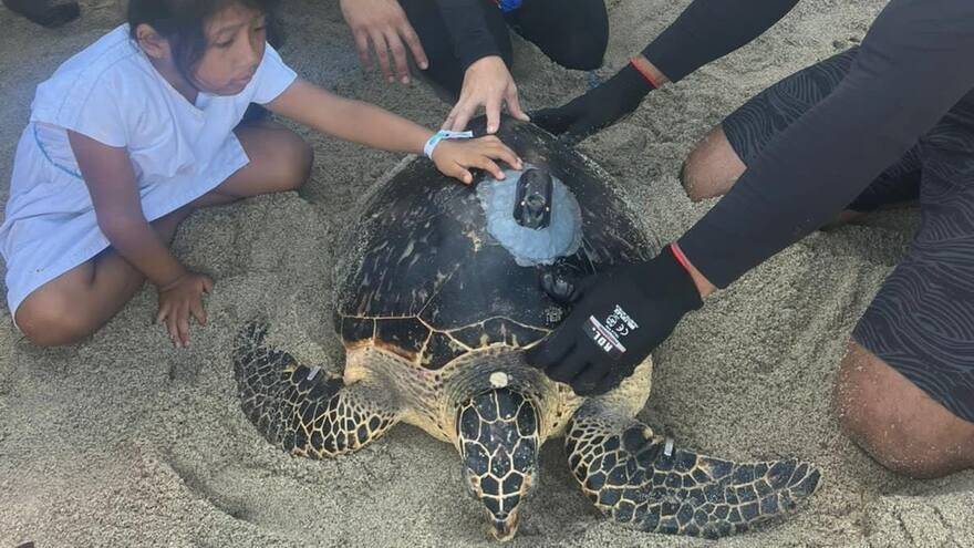 En Santa Marta liberan 4 tortugas, una de ellas con transmisor GPS