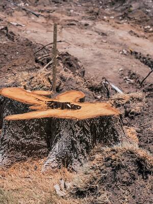 Fondo de Fomento Forestal