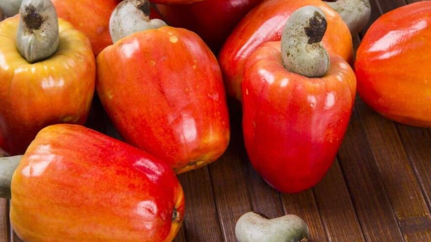 El marañón, una oportunidad de cultivo y negocios en Agroexpo Caribe 2022